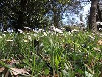 fugio Pianobello01042012 165
